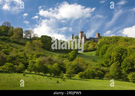 Château Kasselburg, près de Vulkaneifel, Pelm, Eifel, Rhénanie-Palatinat, Allemagne Banque D'Images