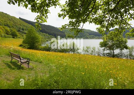 À Meerfelder Maar, Eifel Vulkaneifel, Rhénanie-Palatinat, Allemagne Banque D'Images