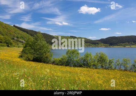 À Meerfelder Maar, Eifel Vulkaneifel, Rhénanie-Palatinat, Allemagne Banque D'Images