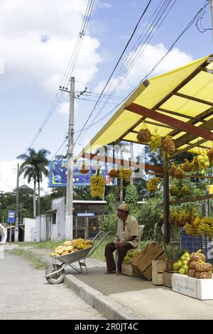 Bananas de Ouro (bananes dorées), magasin de fruits et légumes sur la route principale SP 125 à Ubatuba, au Parque Serra do Mar, Costa Verde, Sao Paulo, Brésil Banque D'Images