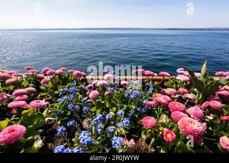 Pâquerettes et oubliettes, fleurs sur la promenade au bord du lac de Meersburg au lac de Constance, Bade-Wurtemberg, Allemagne, Europe Banque D'Images