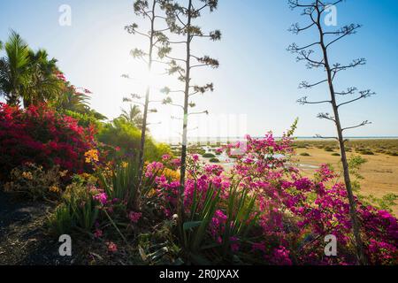 Bougainvilliers, Playa de Sotavento, entre Costa Calma et Jandia, Fuerteventura, Îles Canaries, Espagne Banque D'Images