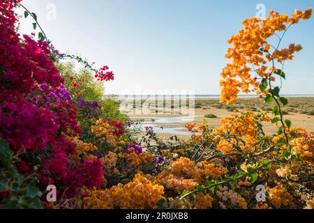 Bougainvilliers, Playa de Sotavento, entre Costa Calma et Jandia, Fuerteventura, Îles Canaries, Espagne Banque D'Images