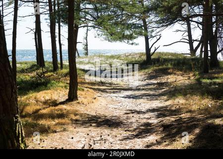 Plage de rêve entre Strandmarken et Dueodde, forêt de pins avec chemin de sable, mer baltique, Bornholm, Strandmarken, Danemark, Europe Banque D'Images
