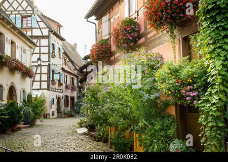 Allée avec maisons et fleurs à colombages colorées, Eguisheim, Alsace, France Banque D'Images