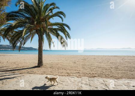 Plage avec des palmiers, Can Picafort, la baie d'Alcudia, Majorque, Iles Baléares, Espagne Banque D'Images