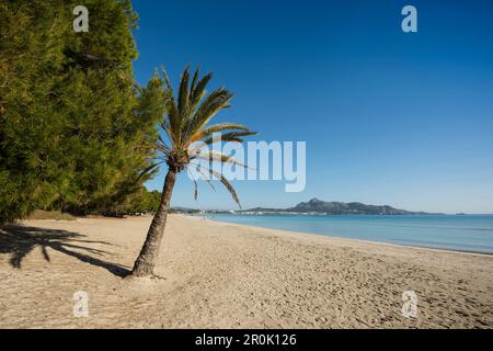 Plage avec des palmiers, Can Picafort, la baie d'Alcudia, Majorque, Iles Baléares, Espagne Banque D'Images