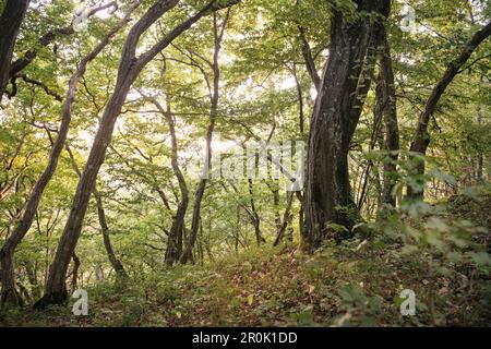 Forêt dense de verdure à Horn Mountain autour des soi-disant trois montagnes Emperor qui sont des outliers d'escarpement entre Goeplingen et Schwaibisch Banque D'Images