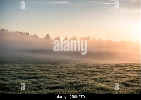 Près du lac Hopfensee, Allgaeu, Bavière, Allemagne, Morningmood, Brume, lever du soleil Banque D'Images