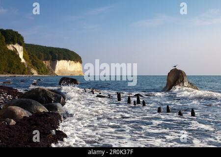 Seagull assis sur des rochers, le parc national de Jasmund, Ruegen, mer Baltique, Schleswig-Holstein, Allemagne Banque D'Images