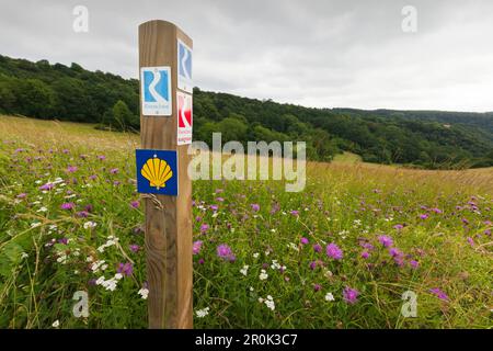 Pré sur le sentier de randonnée de Rheinsteig, panneaux pour Rheinsteig et Camino de Santiago, au-dessus de Loreley, près de St Goarshausen, Rhin, Rhénanie-Palatin Banque D'Images