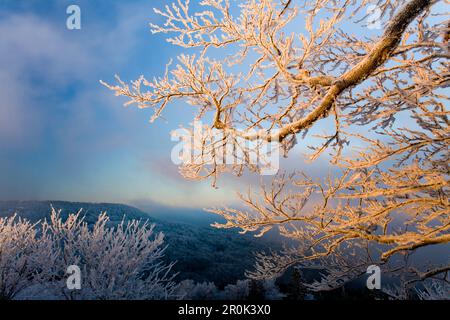 À Hoher Meissner, Meissner - Kaufunger Wald nature park, au nord de la Hesse, Hesse, Allemagne Banque D'Images