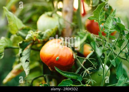 Insecte nuisible de punaise vert sur plante de fruits de tomate mûre maison dans le jardin biologique, foyer sélectif Banque D'Images