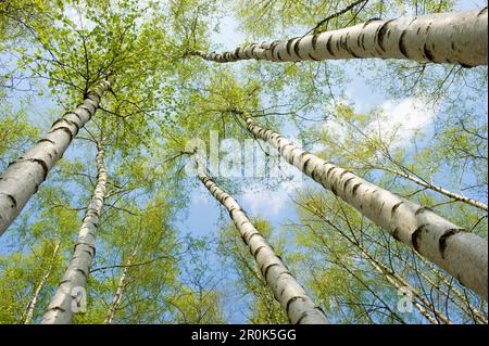Forêt de bouleaux au printemps, à partir de la ci-dessous, en Rhénanie du Nord-Westphalie, Allemagne Banque D'Images