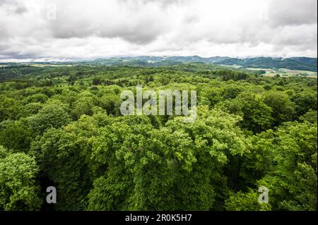 Vue aérienne d'une forêt mixte, Epicéa (Picea abies), Hêtre (Fagus sylvatica) et le merisier (Prunus avium), Emmendingen, Bade-Wurtemberg, Allemagne Banque D'Images