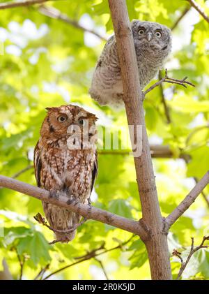 La mère et le bébé hibou de l'est perchés sur une branche d'arbre, Québec, Canada Banque D'Images