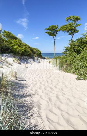 Jusqu'à la plage Weststrand entre les stations balnéaires baltes Ahrenshoop et Prerow, Fischland-Darss-Zingst, côte Baltique, Mecklembourg-P occidentale Banque D'Images