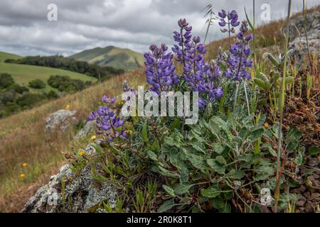 De belles fleurs sauvages, Lupinus nanus connu sous le nom de ciel ou lupin nain, fleurissent sur une colline de Californie dans le comté de Marin. Banque D'Images