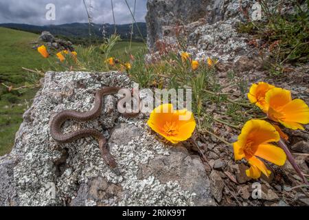 Un jeune coureur à ventre jaune de l'Ouest (Coluber constrictor mormon) se baiser de coquelicots et de fleurs sauvages en Californie. Banque D'Images