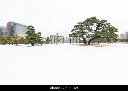 La neige et les arbres de pins avec des gratte-ciel autour de Palais Impérial, Chiyoda-ku, Tokyo, Japon Banque D'Images