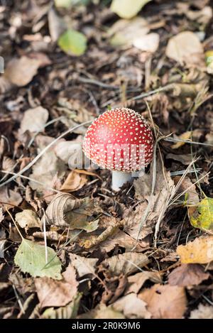 Agaric Fly, Amanita muscaria, Monte Riga, canton du Tessin, Suisse Banque D'Images