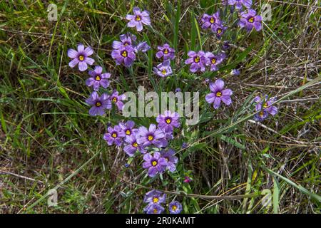 Herbe aux yeux bleus de l'Ouest, Sisyrinchium bellum, une plante florale qui fleurit dans le comté de Marin en Californie. Banque D'Images