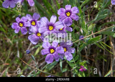 Herbe aux yeux bleus de l'Ouest, Sisyrinchium bellum, une plante florale qui fleurit dans le comté de Marin en Californie. Banque D'Images