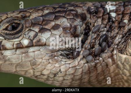 Macro de gros plan d'un lézard alligator du nord (Elgaria coerulea) et de tiques se nourrissant sur son oreille et son cou de Californie, États-Unis. Banque D'Images