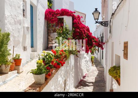 Allée blanche avec bougainvilliers, Frigiliana, pueblo blanco, village blanc, province de Malaga, Andalousie, Espagne, Europe Banque D'Images