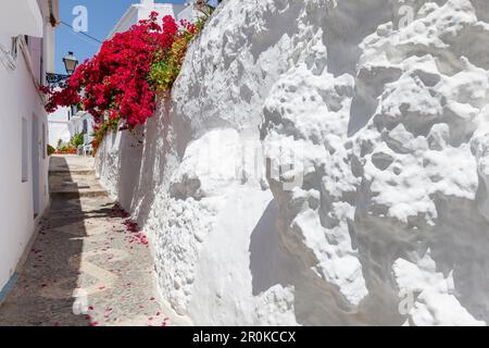 Allée blanche avec bougainvilliers, Frigiliana, pueblo blanco, village blanc, province de Malaga, Andalousie, Espagne, Europe Banque D'Images