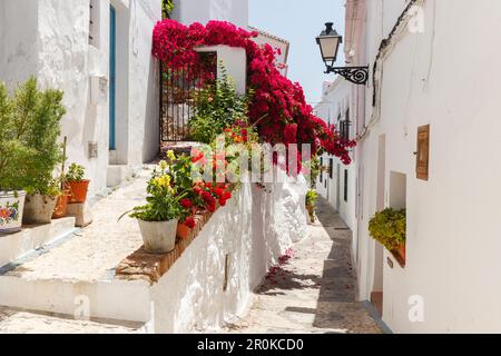 Allée blanche avec bougainvilliers, Frigiliana, pueblo blanco, village blanc, province de Malaga, Andalousie, Espagne, Europe Banque D'Images