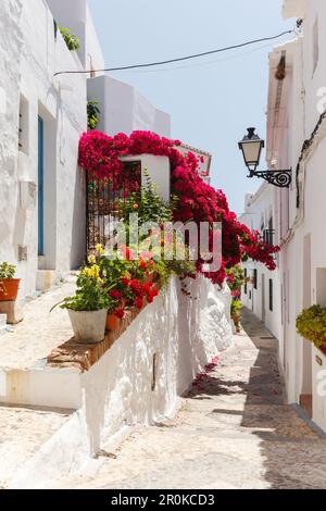 Allée blanche avec bougainvilliers, Frigiliana, pueblo blanco, village blanc, province de Malaga, Andalousie, Espagne, Europe Banque D'Images