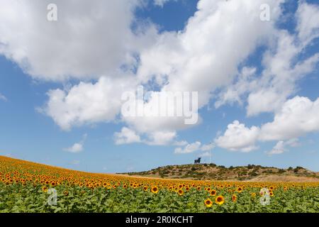 Champ de tournesol avec taureau Osborne en arrière-plan, près de Conil, Costa de la Luz, province de Cadix, Andalousie, Espagne, Europe Banque D'Images