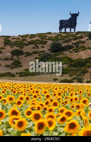 Champ de tournesol avec le taureau Osborne en arrière-plan, près de Conil, Costa de la Luz, province de Cadix, Andalousie, Espagne, Europe Banque D'Images