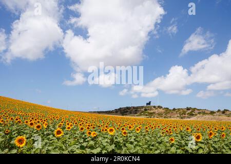 Champ de tournesol avec taureau Osborne en arrière-plan, près de Conil, Costa de la Luz, province de Cadix, Andalousie, Espagne, Europe Banque D'Images