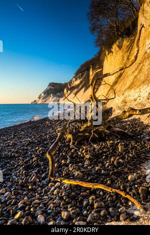 Driftwood on the Beach, Chalk Cliffs, White Cliffs of Moen, Moens Klint, Isle of Moen, Mer Baltique, Danemark Banque D'Images