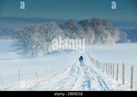 Route enneigée le matin hivernal, Muensing, haute-Bavière, Bavière, Allemagne Banque D'Images