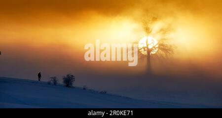 Chêne sur une colline, soleil levant dans le matin brouillard, Muensing haute-Bavière, Allemagne Banque D'Images