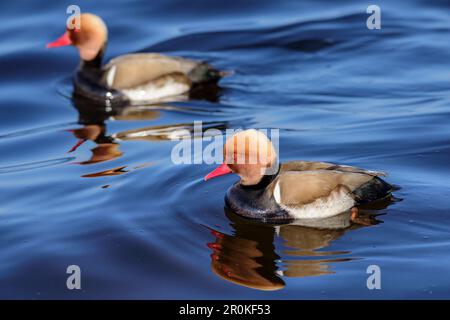 Deux pommeries rouges nageant sur le lac, Netta rufina, lac Chiemsee, haute-Bavière, Bavière, Allemagne Banque D'Images