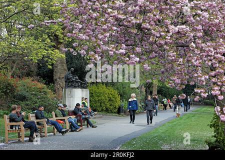 Cerisiers dans Lincoln Inn Fields, la plus grande sqaure Londres, City of London, Londres, Angleterre Banque D'Images