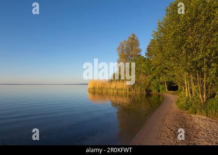 L'humeur du matin au lac Mueritz, Mueritz-Elde-Wasserstrasse, Palatinat, Bade-Wurtemberg, Allemagne Banque D'Images