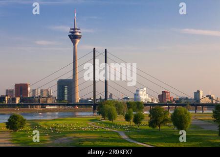 Moutons le long des prés du Rhin, vue sur le Rhin jusqu'à Stadttor, tour de télévision, pont Rheinknie et Neuer Zollhof (architecte: F.O. Gehry), du Banque D'Images