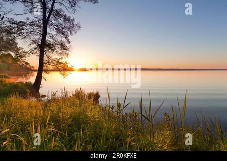 L'humeur du matin au lac Mueritz, Mueritz-Elde-Wasserstrasse, Palatinat, Bade-Wurtemberg, Allemagne Banque D'Images