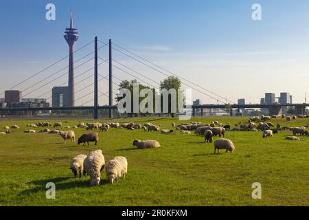 Des moutons paissant sur les prairies du Rhin, vue sur le Rhin à Stadttor, tour de télévision et Rheinknie bridge, Düsseldorf, Rhénanie du Nord-Westphalie, Banque D'Images