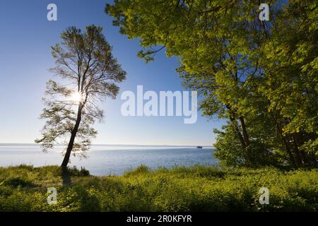 L'humeur du matin au lac Mueritz, Mueritz-Elde-Wasserstrasse, Palatinat, Bade-Wurtemberg, Allemagne Banque D'Images