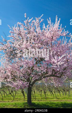 Almond Blossom, Mandelbluetenweg, Deutsche Weinstrasse (route des vins allemande), Palatinat, Rhénanie-Palatinat, Allemagne Banque D'Images