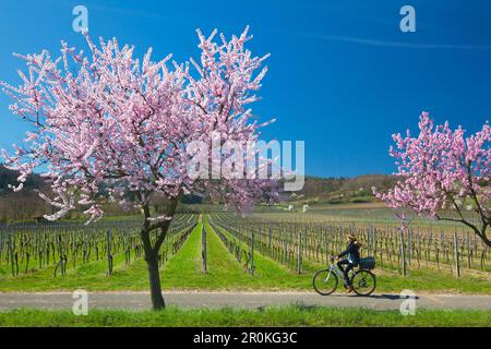 Almond Blossom, Mandelbluetenweg, Deutsche Weinstrasse (route des vins allemande), Palatinat, Rhénanie-Palatinat, Allemagne Banque D'Images