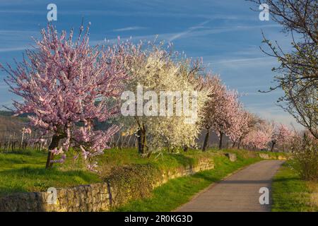 Almond Blossom, Mandelbluetenweg, Deutsche Weinstrasse (route des vins allemande), Palatinat, Rhénanie-Palatinat, Allemagne Banque D'Images