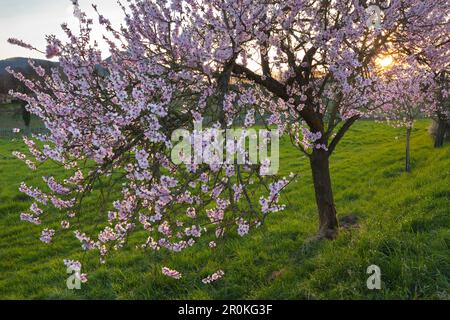 Almond Blossom, Mandelbluetenweg, Deutsche Weinstrasse (route des vins allemande), Palatinat, Rhénanie-Palatinat, Allemagne Banque D'Images