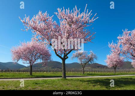 Almond Blossom, Mandelbluetenweg, Deutsche Weinstrasse (route des vins allemande), Palatinat, Rhénanie-Palatinat, Allemagne Banque D'Images